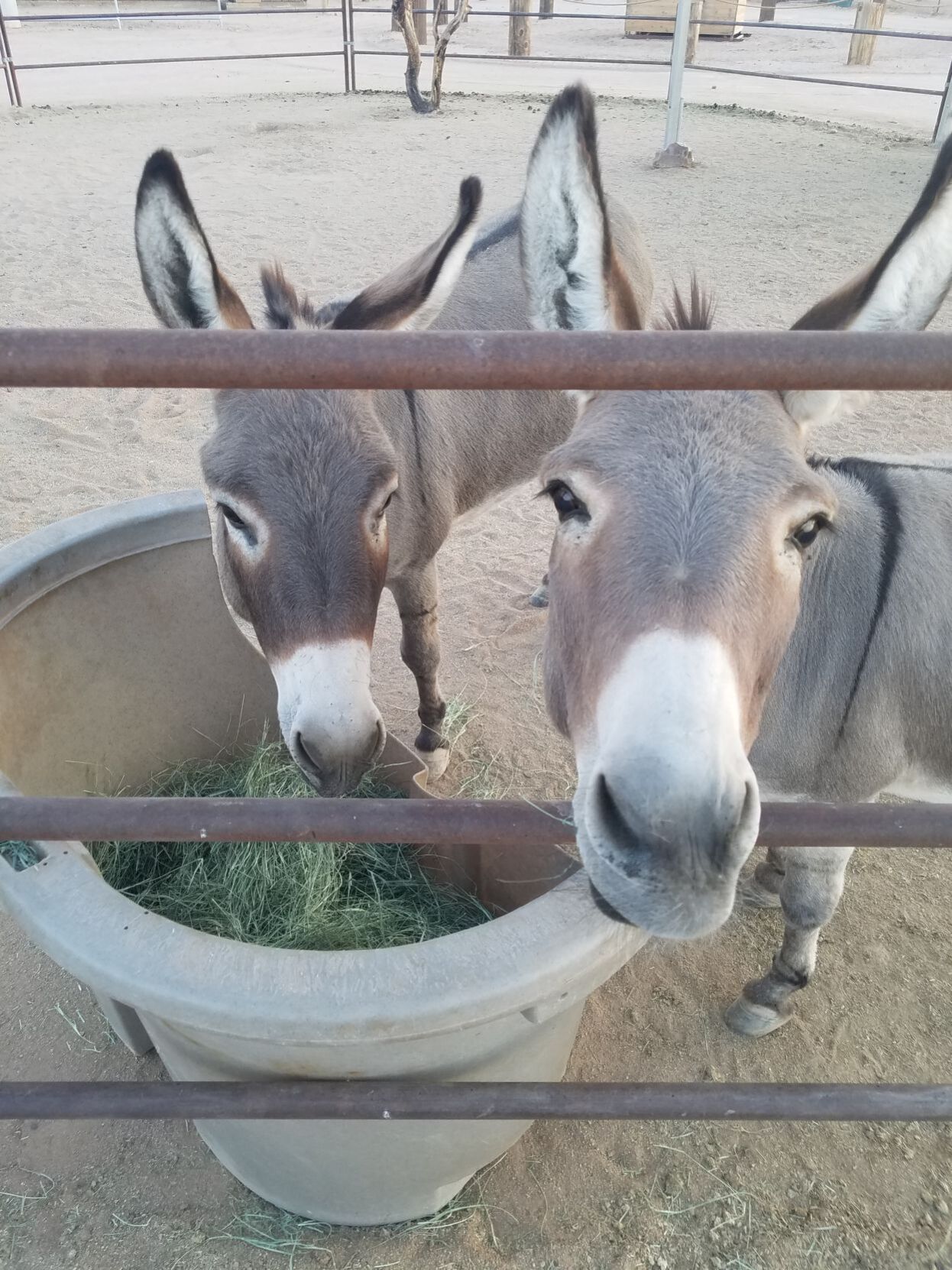 Mini donkeys